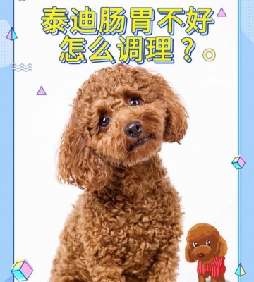 泰迪狗狗怎么回事