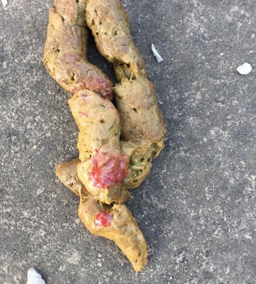金毛肠胃炎拉血怎么办