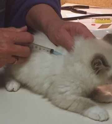 怎么判断猫咪打了疫苗