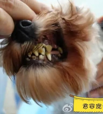 狗狗的牙结石是怎么形成的