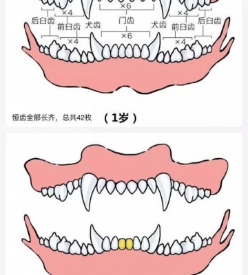 怎么看狗狗的年纪