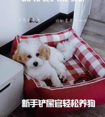 幼犬拿到家怎么养