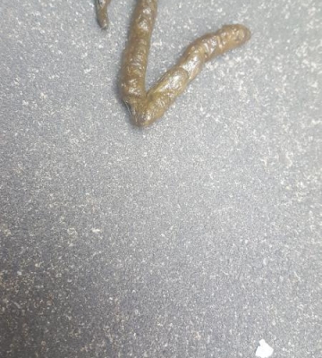 小狗的屎怎么样的