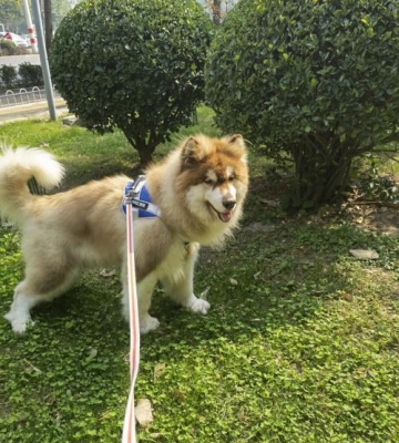 阿拉斯加狗不吃狗粮怎么办