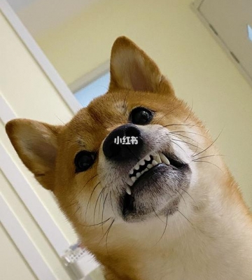 狗狗为什么嘴巴会黑