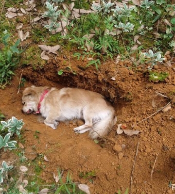 狗狗被撞死了怎么办