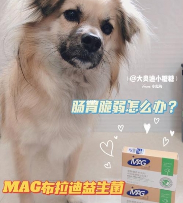 怎么给狗狗补益生菌