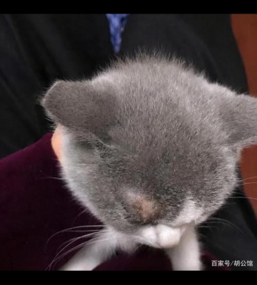 宠物猫经常会得什么病