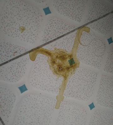 小狗吐黄色粘液怎么办