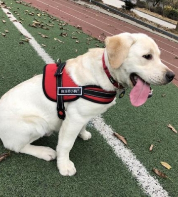 警犬拉布拉多怎么样