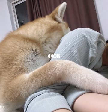 为什么狗狗那么黏人