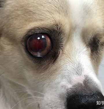 狗狗白内障吃点什么症状