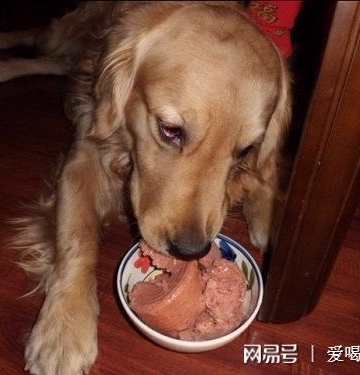 给狗狗吃牛肉有什么好处