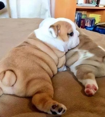 狗狗为什么不胖碰