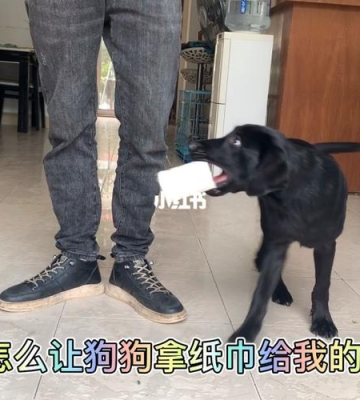 狗狗为什么吃餐巾纸