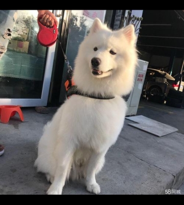 萨摩毛稀怎么办