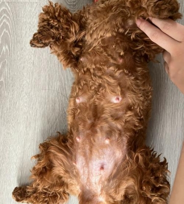 狗狗生产完怎么还会刨