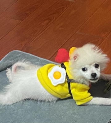 不纯的博美长什么样
