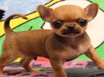 最小的狗狗是什么狗