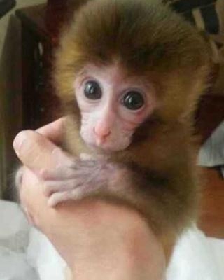 养宠物猴需要有什么证件