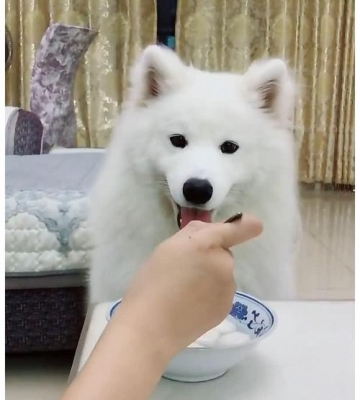 萨摩喂什么长个子