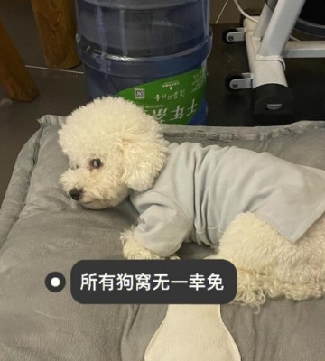 比熊到处屙尿怎么办
