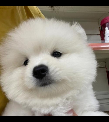 俊介博美怎么样