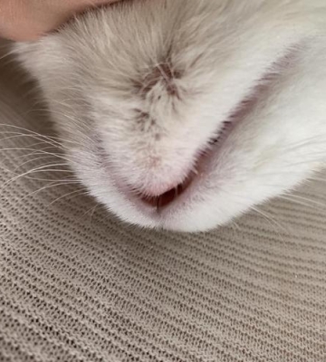 猫咪黑下巴什么原因