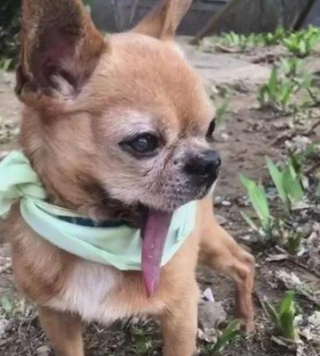 狗狗死了为什么咬舌头