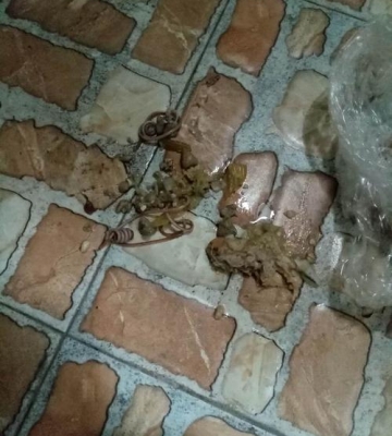 小狗呕吐出虫怎么办