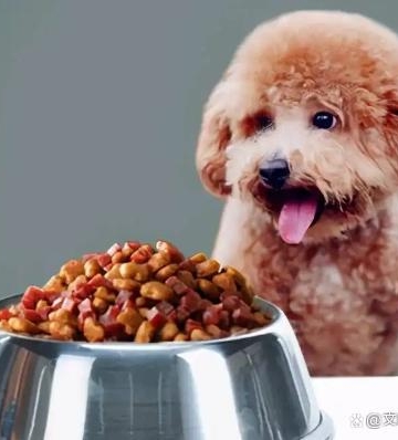 泰迪换牙期狗粮怎么泡