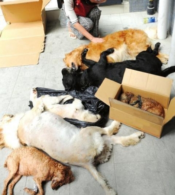 宠物死亡后该怎么办