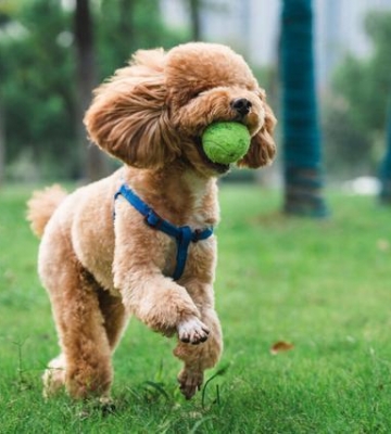 泰迪幼犬什么情况需要补钙