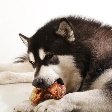 狗狗腮腺瘤怎么治疗方法