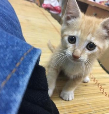 两个月的小猫吃点什么