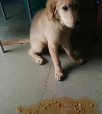 幼犬干吐怎么办