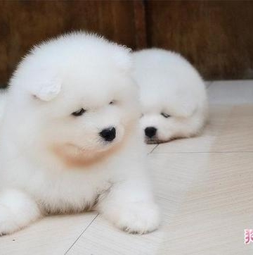 幼犬萨摩耶吃什么水果