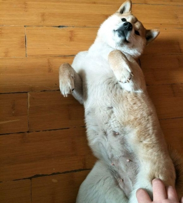 狗狗怀孕怎么运动