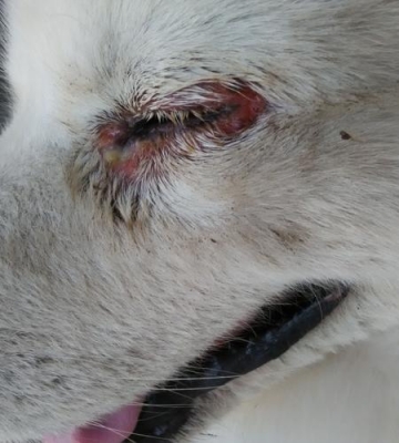 狗狗眼红怎么回事