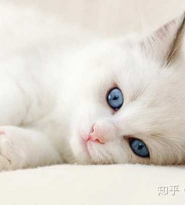 猫咪什么季节容易感冒