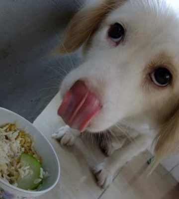 幼犬吃辣的吐了怎么回事
