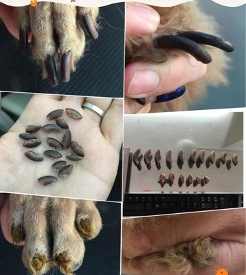 狗狗做断甲什么价格