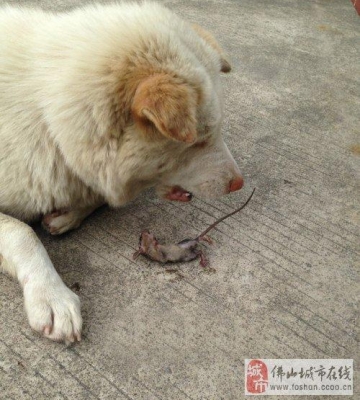 小狗吃死耗子怎么办