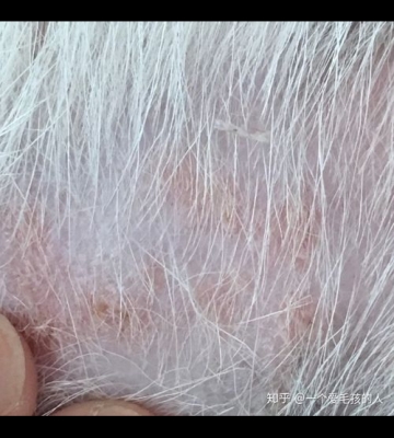 狗狗毛囊炎怎么引起的
