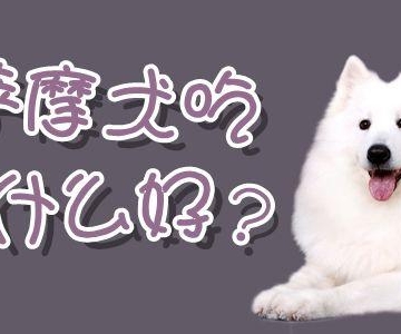 萨摩肠胃型犬瘟怎么吃