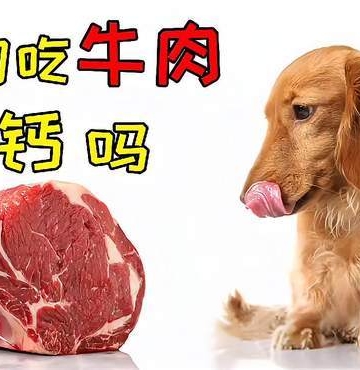 狗狗吃煮牛肉怎么做