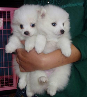 博美幼犬要打什么疫苗多少钱