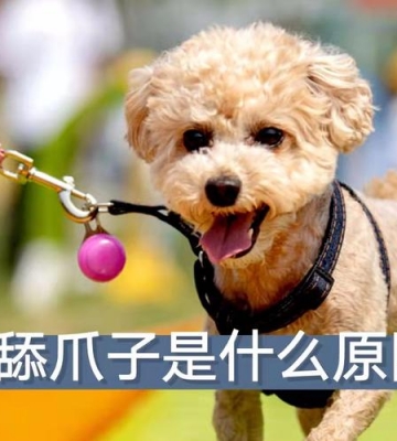 用什么办法不让狗狗舔爪子