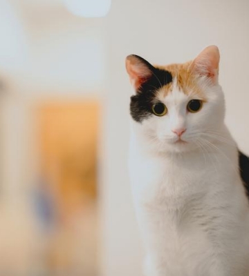 猫咪在什么环境