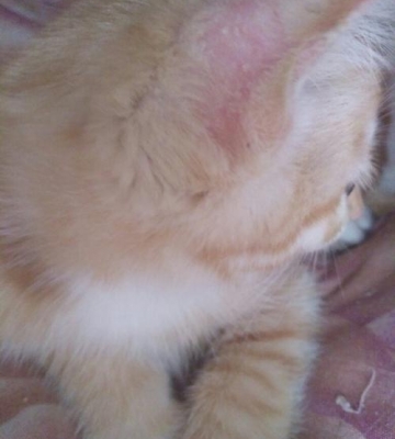 猫咪皮肤病应该吃什么